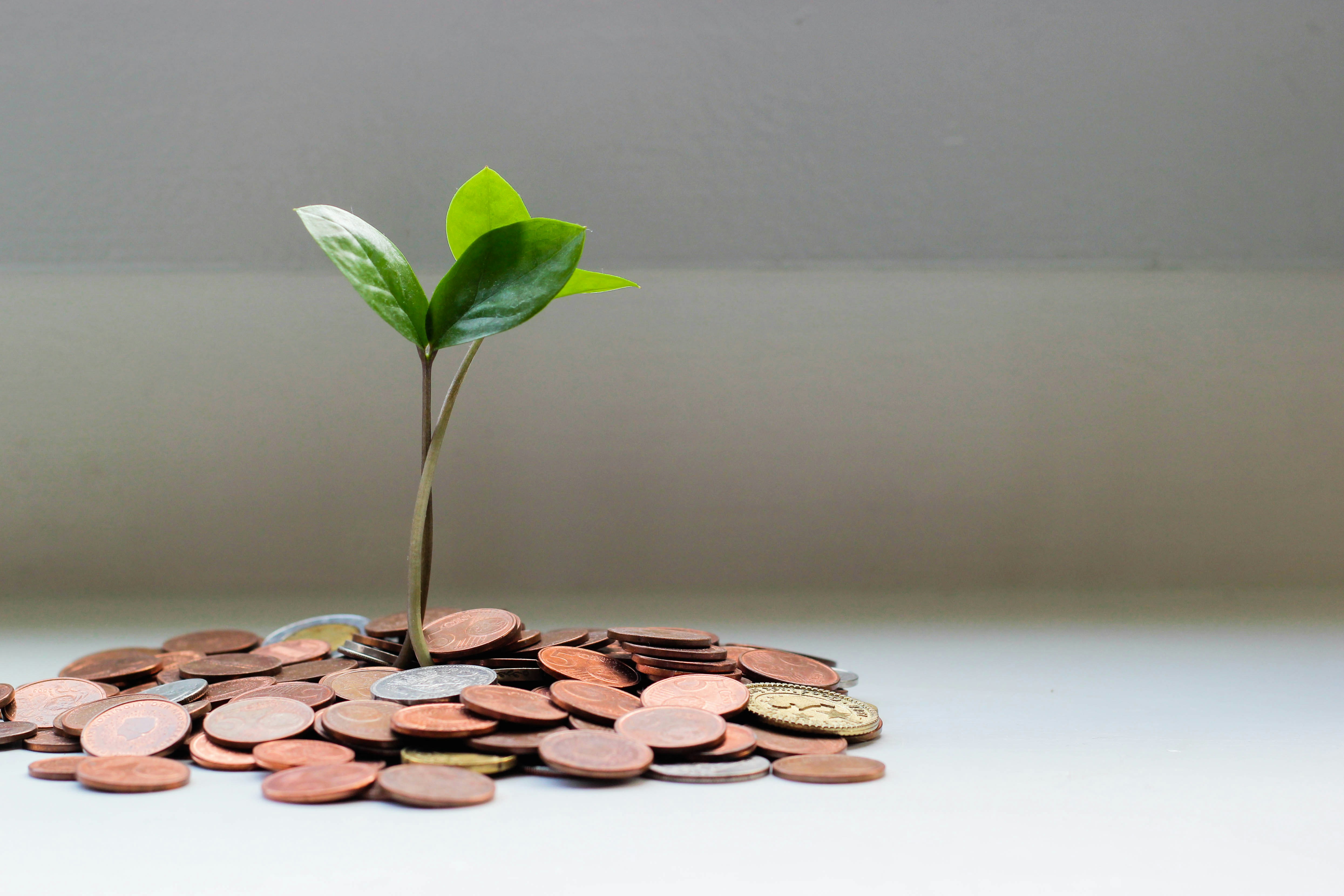 a happy, healthy green sapling grows from a pile of coins