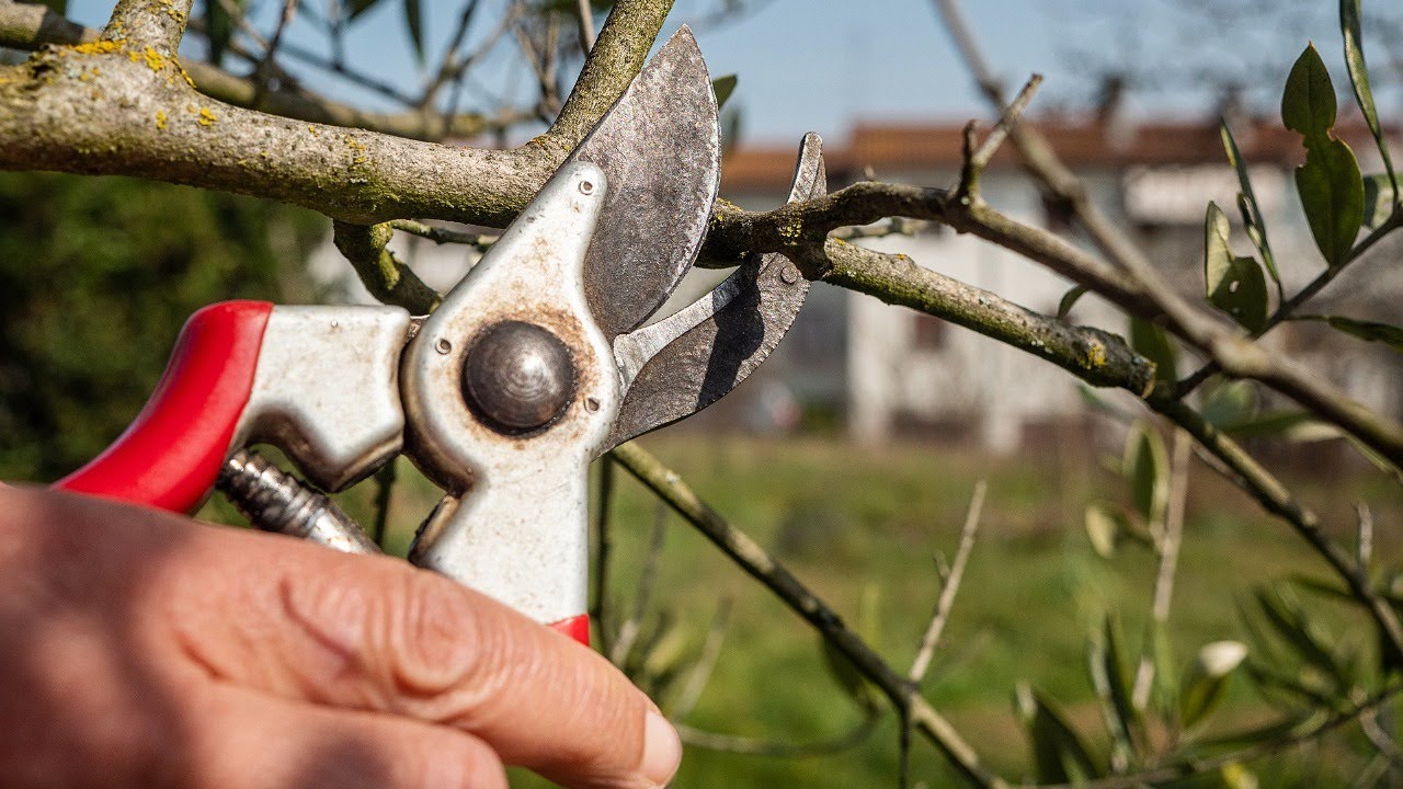 Corso POTATURA FACILE: come potare le piante da frutto