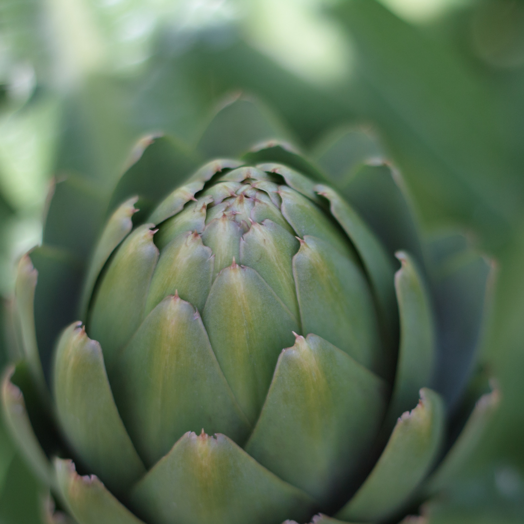 Artichoke 