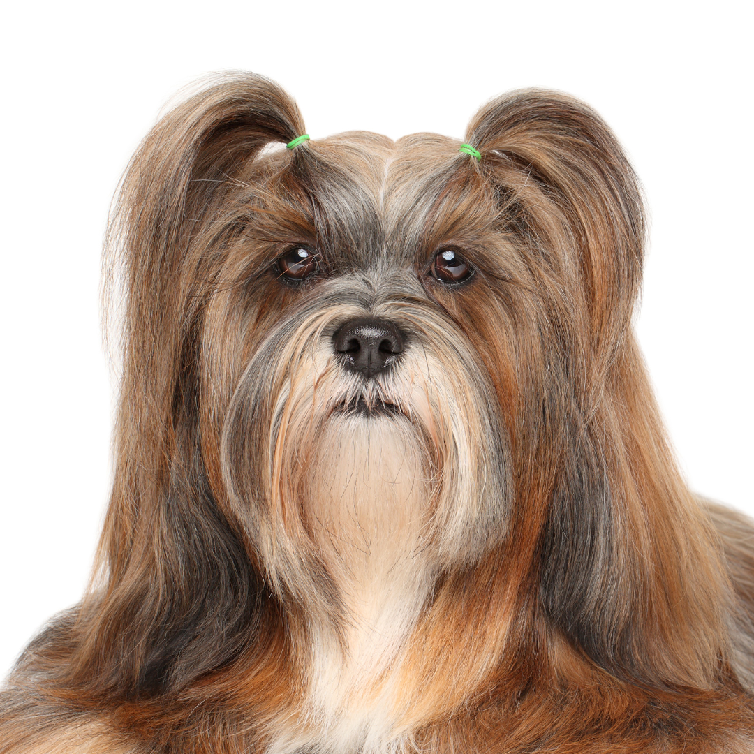 Drop coat dog store breeds