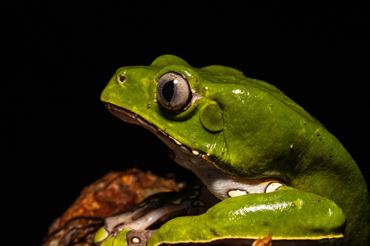 Kambo Frog Medicine Practitioner