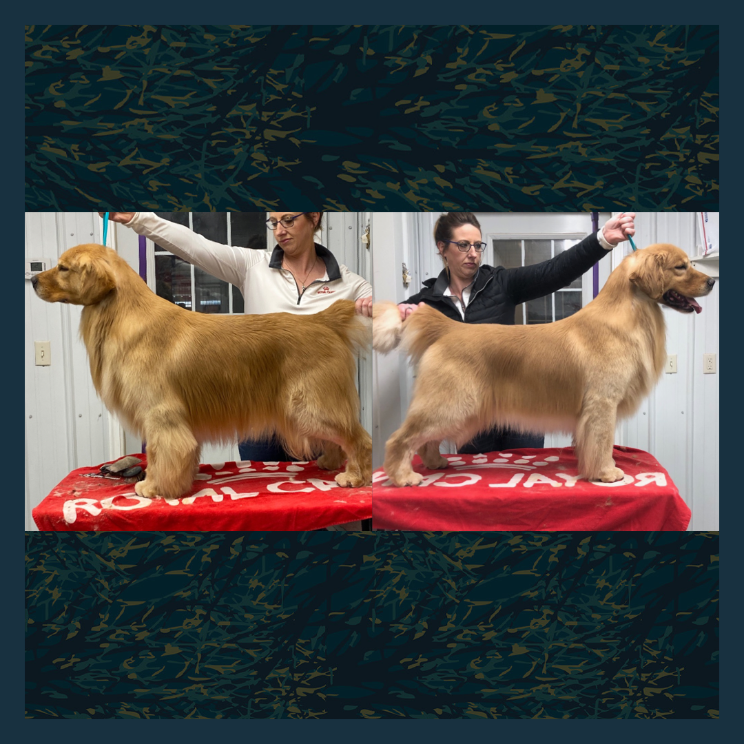 Golden retriever deals groomers