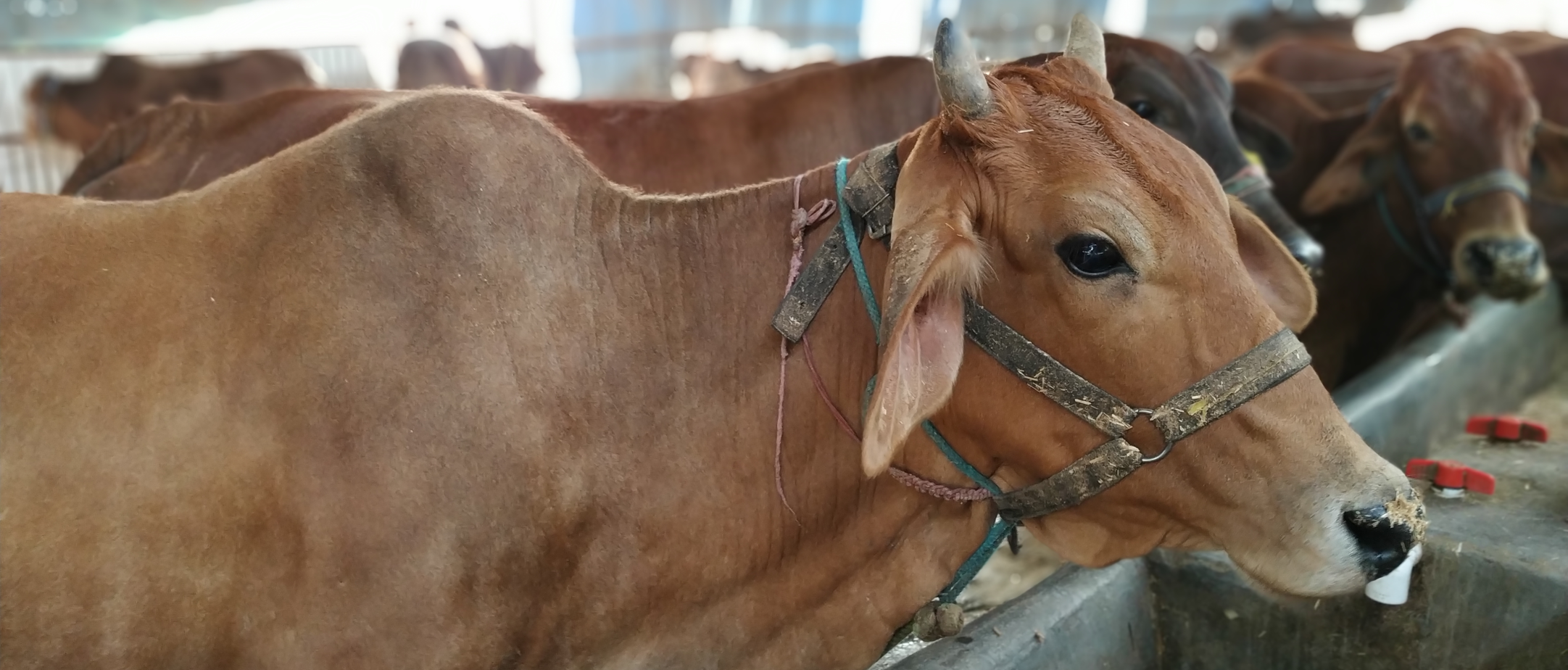 Learn Desi cow farming online