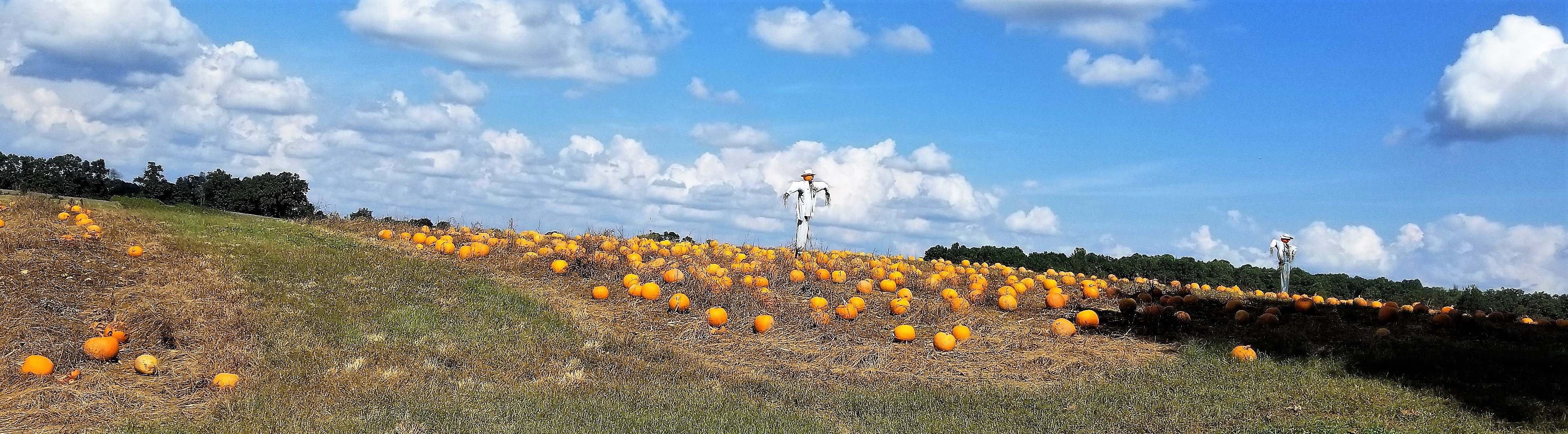 Pumpkin field