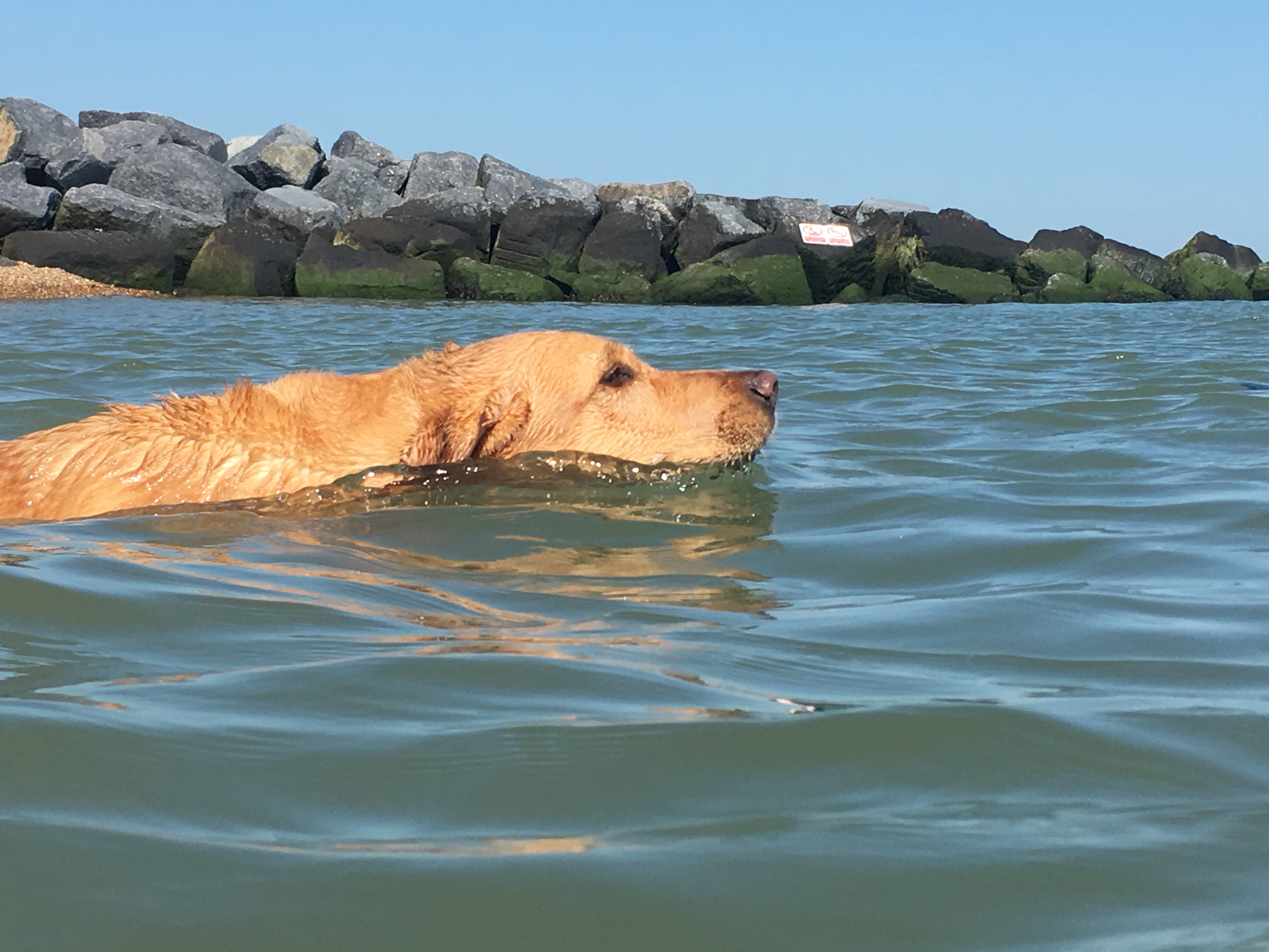labrador swimming 