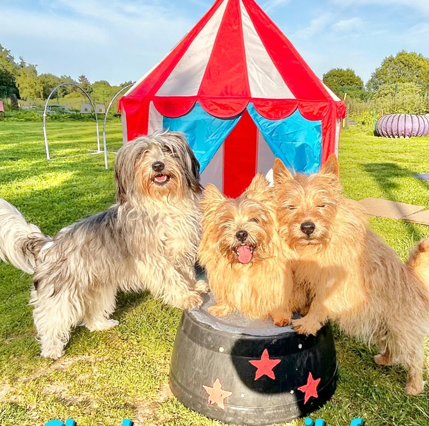 three small dogs doing paws up trick