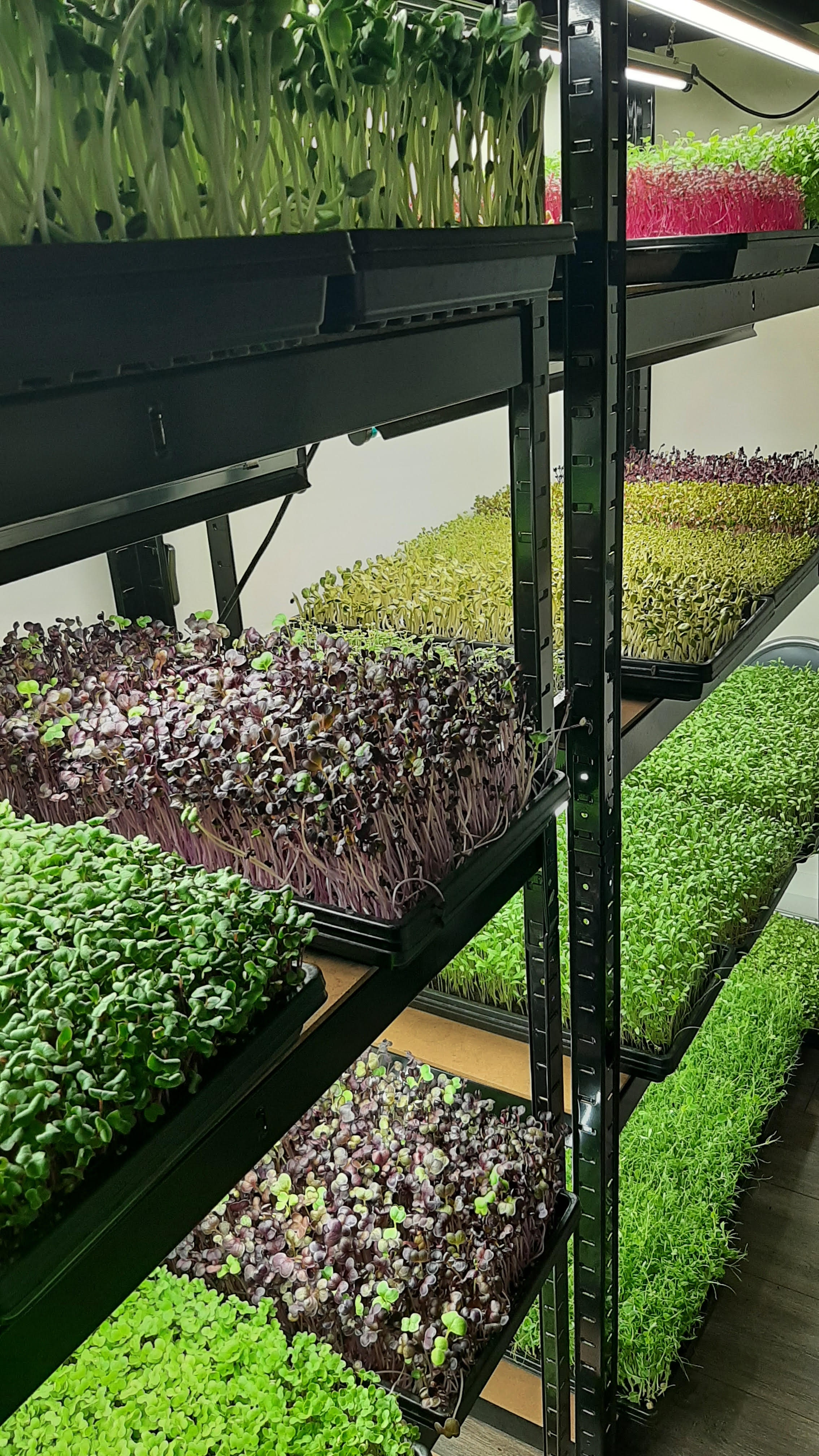 Microgreens Business Mini Course Microgreens Entrepreneur