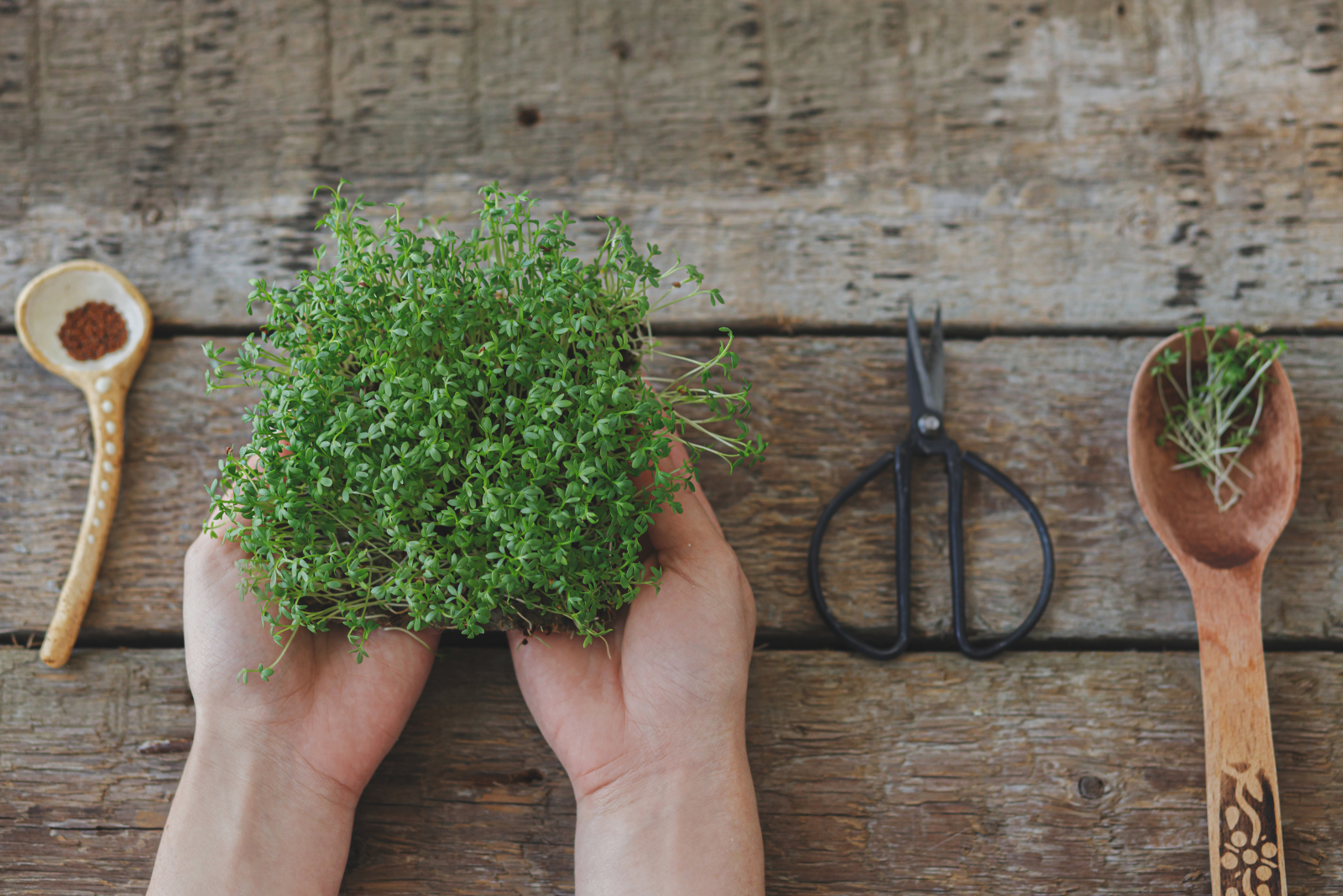 Sprouts and Microgreens Permacrafters