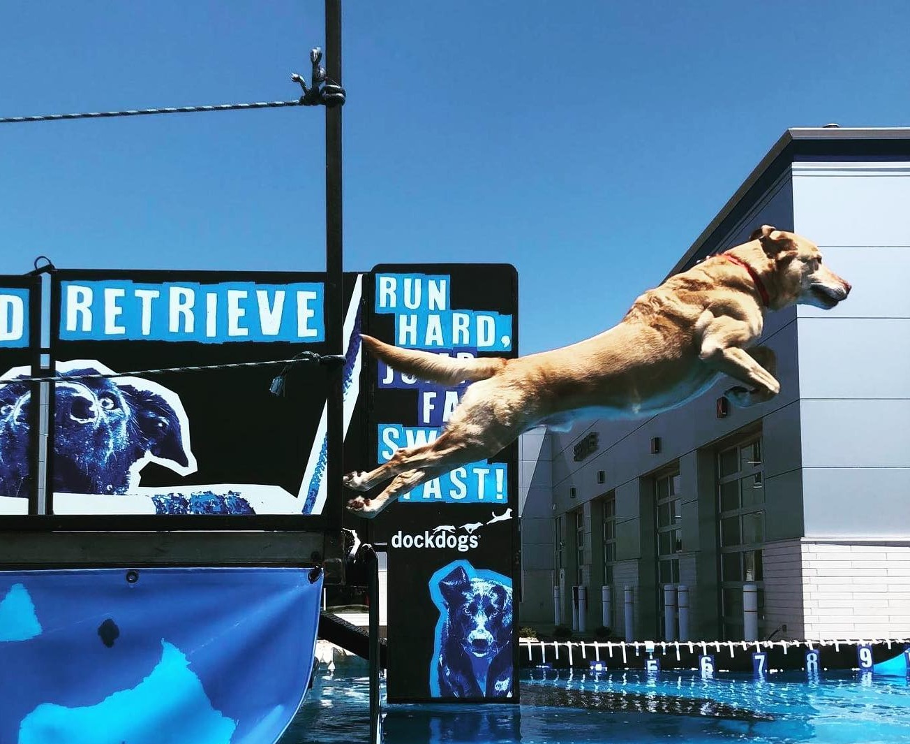 A fit yellow labrador is flying through the air with rippling muscles. His rear paws curl just off the edge of the dock. An advertisement for dock diving is in the background. The side of the dock and the pool are blue.
