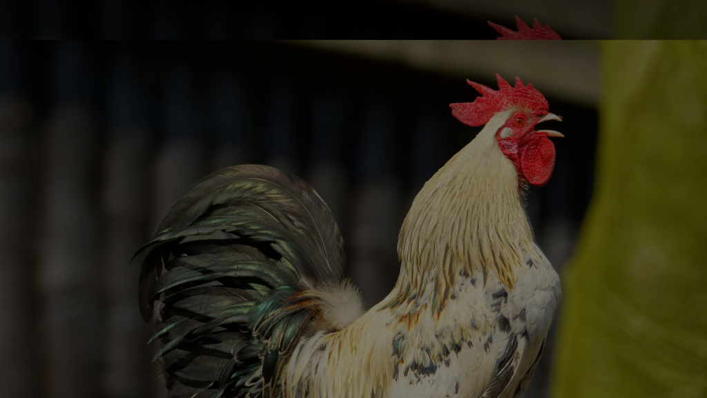 Image of a crowing rooster with the title of the coaching course: The Sustainable Living Mentorship Program