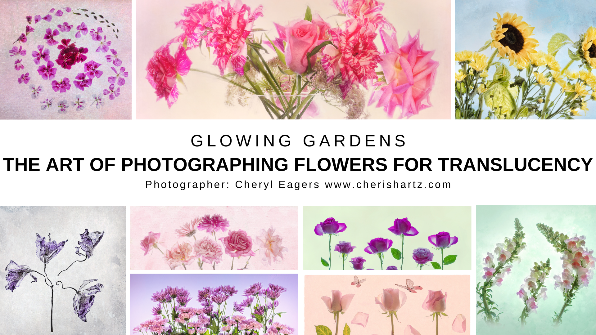 photography flowers for transparency learn how with our online tutorial
