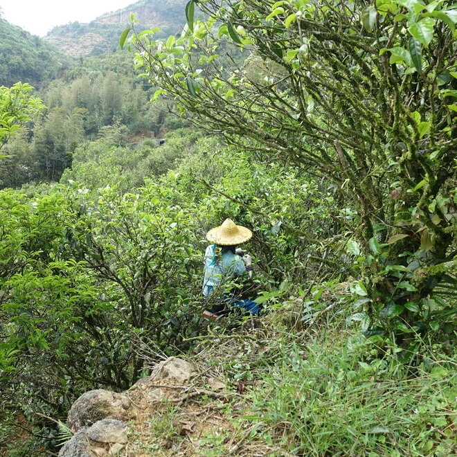 wu yi shan farmer