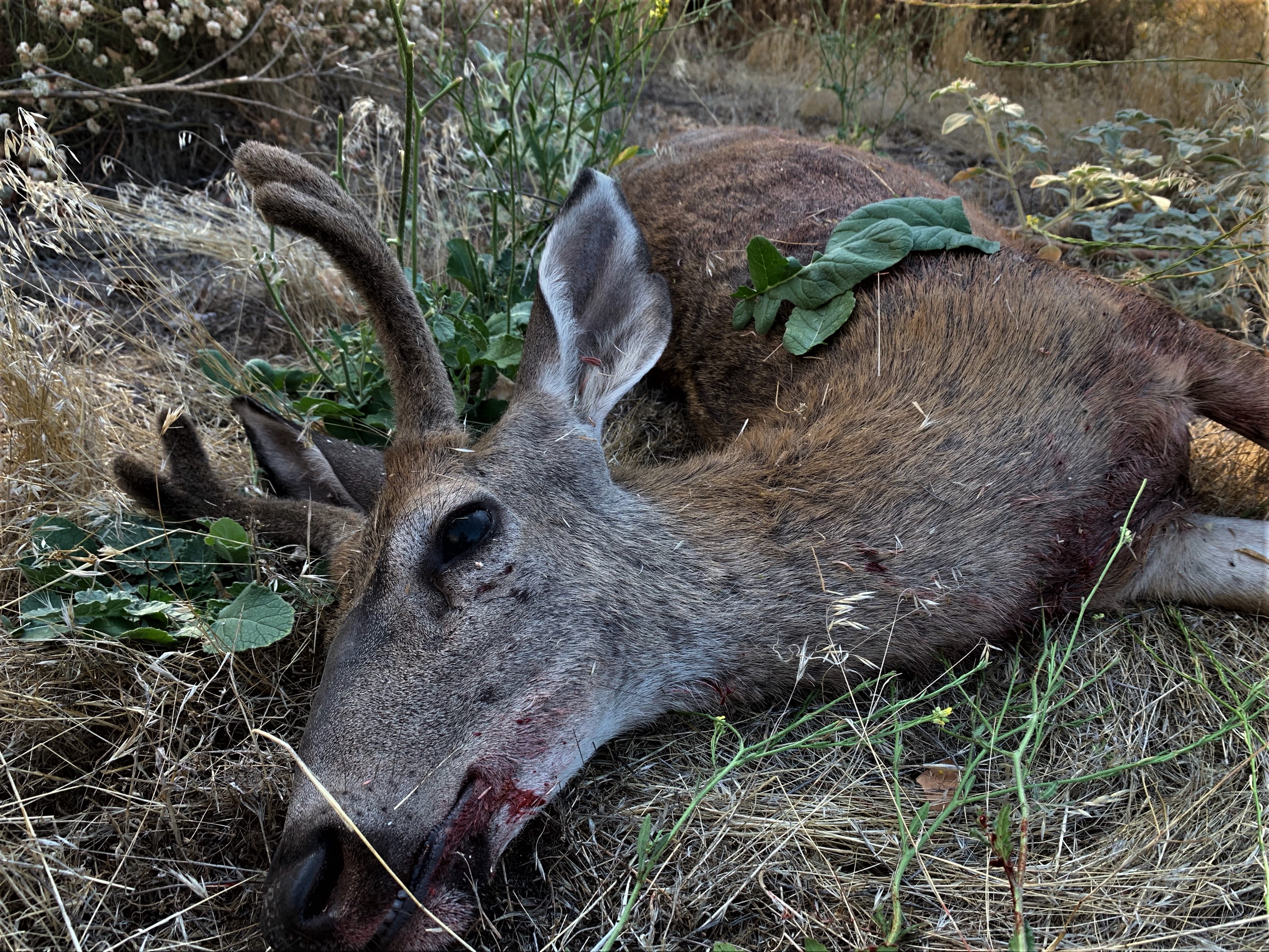 First Buck