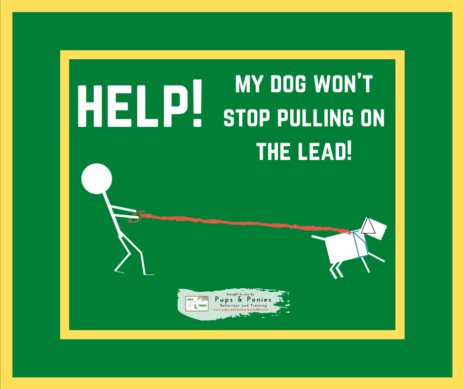 HELP! MY DOG WON'T STOP PULLING ON THE LEAD!