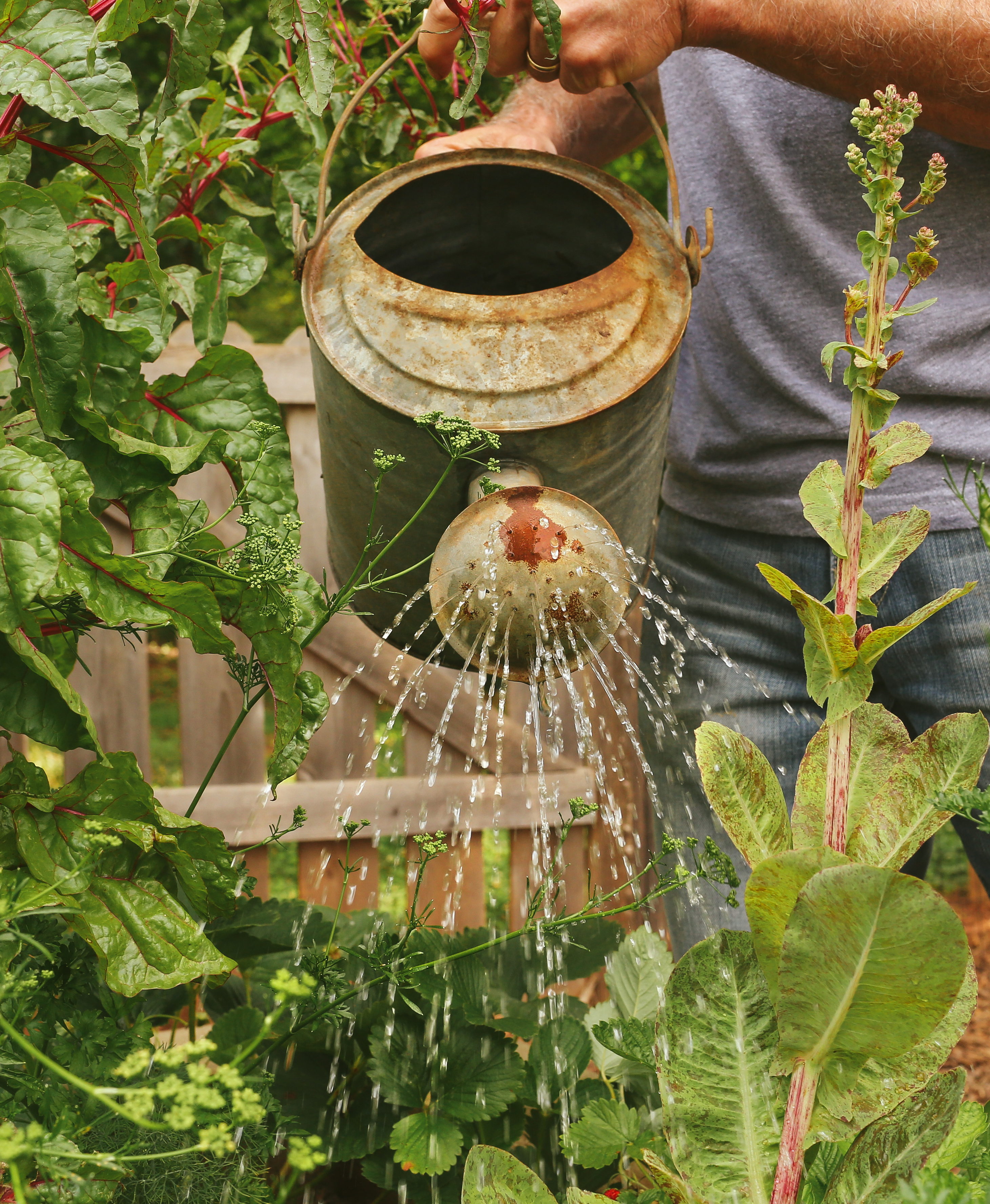 watering the garden