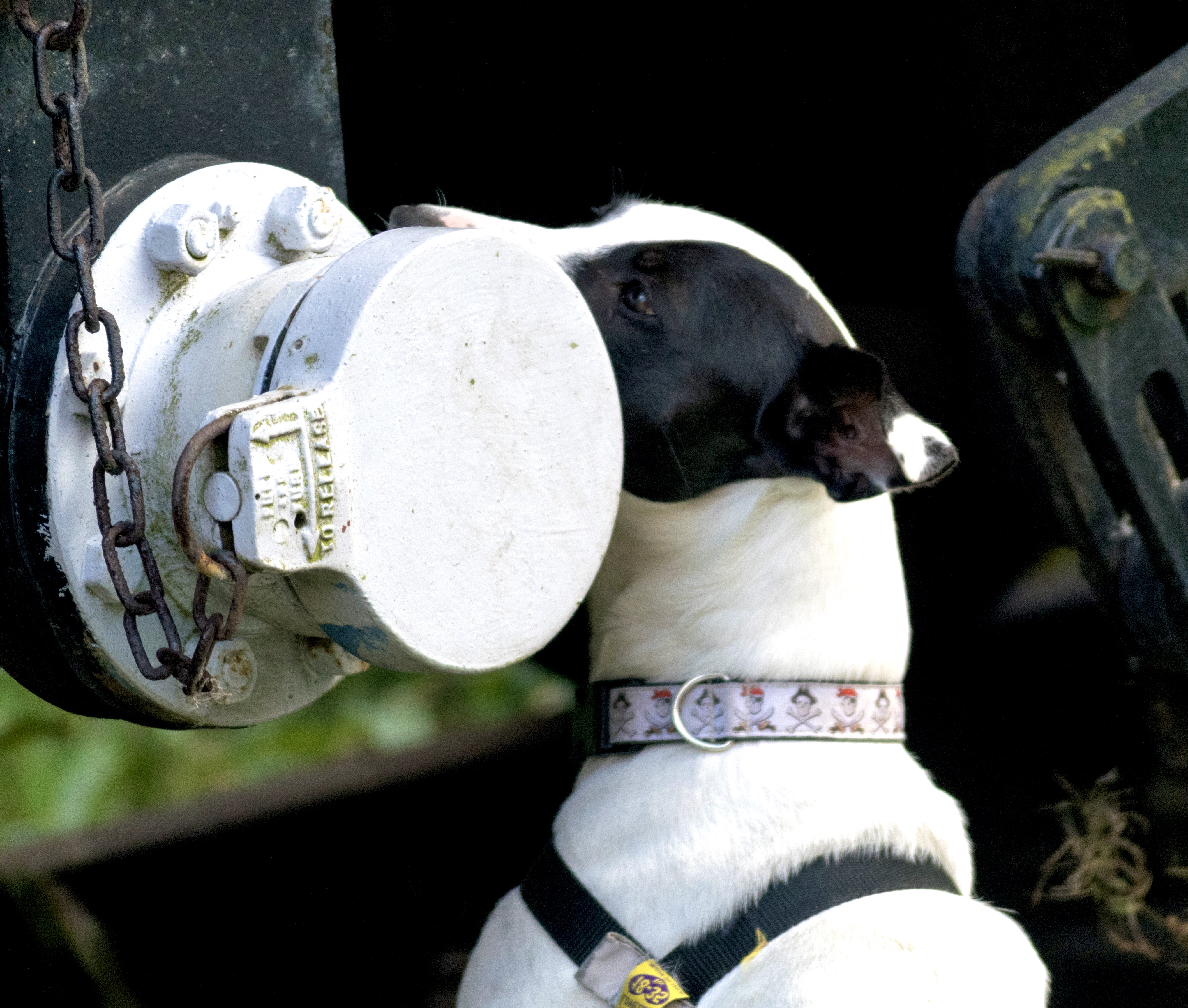 black and white dog searches train