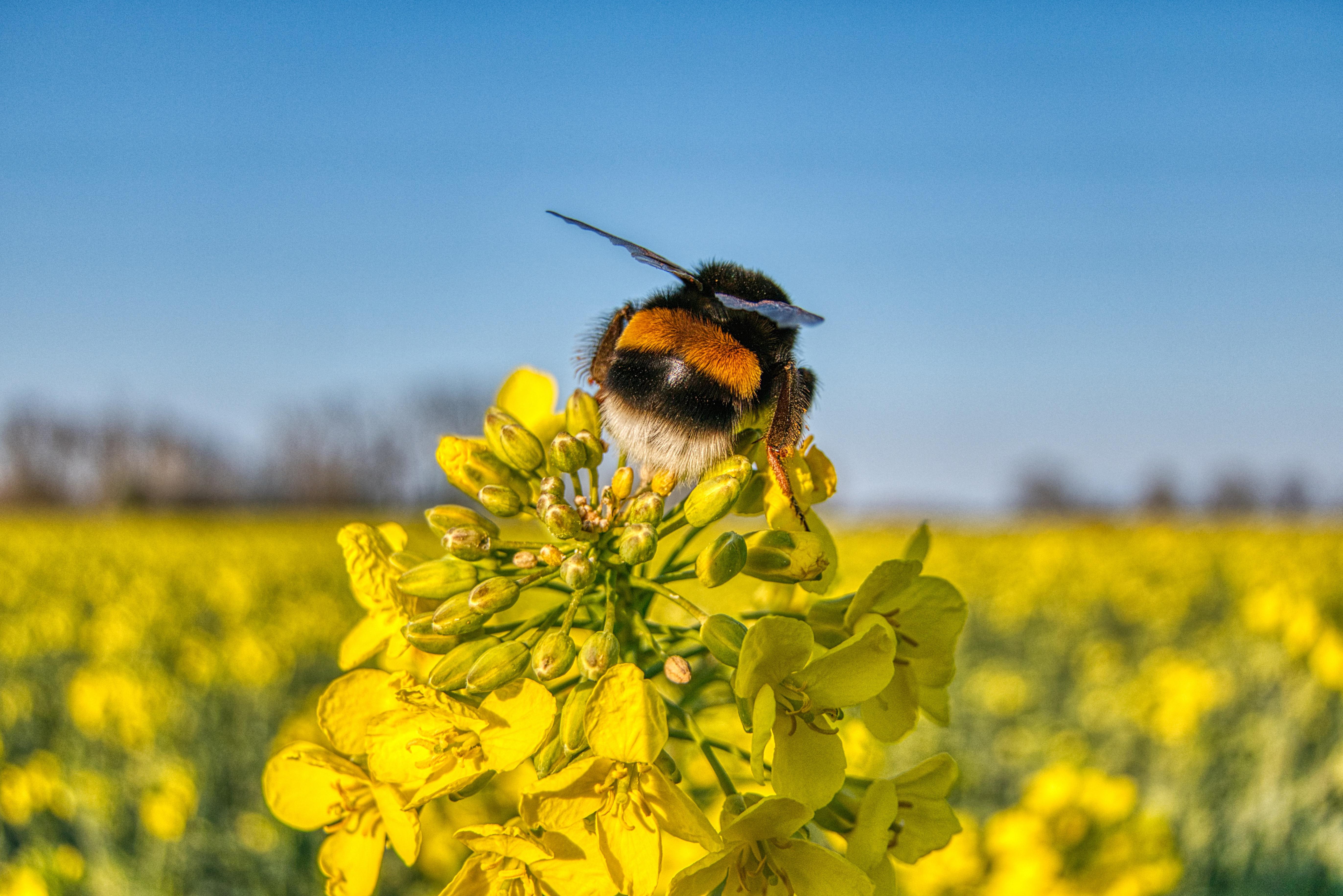 Un bourdon posé sur une fleur jaune