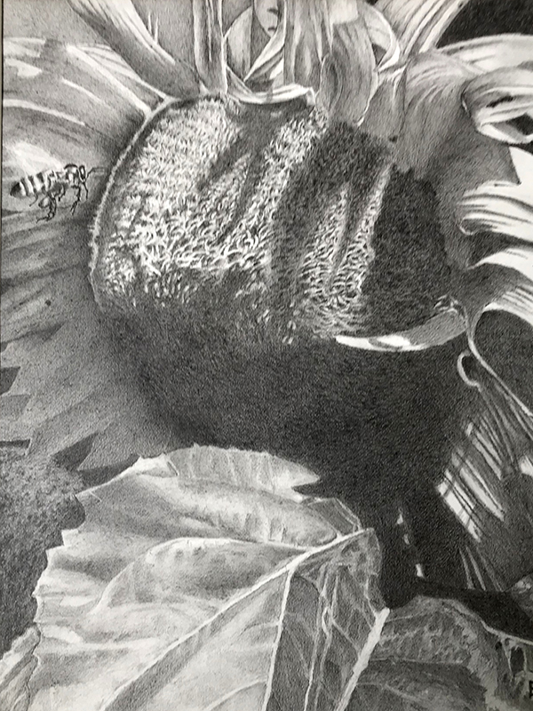 Graphite Drawing of bee and a sunflower, testimonial from student, Rich Turney of RL Caldwell Studio