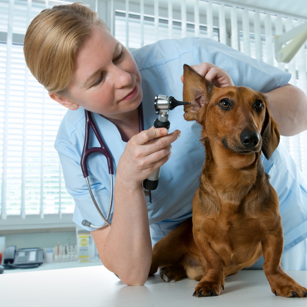 The Veterinary Drug Approval Process and FDA Regulatory Oversight Training Online