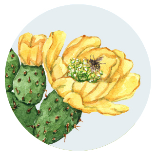 prickly pear flower