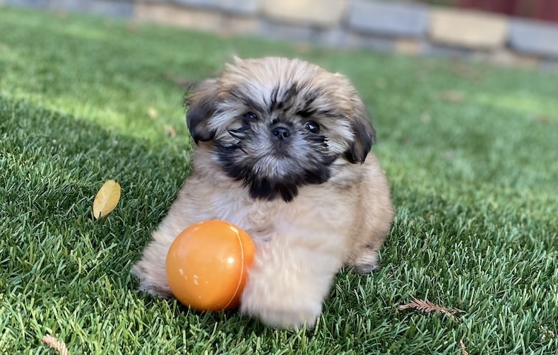 an image of a golden retriever puppy representing a section in an only puppy training program that addresses fear and confidence building for puppies