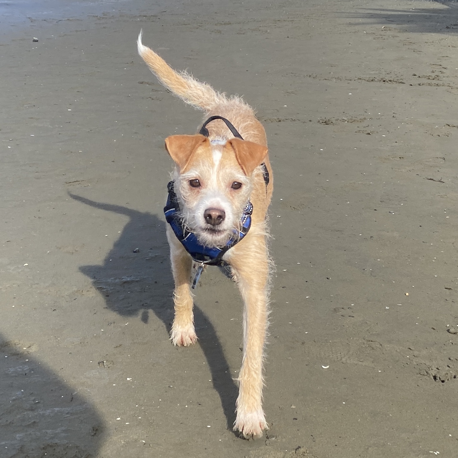 a photo of a small tan terrier on a beach running toward the camera