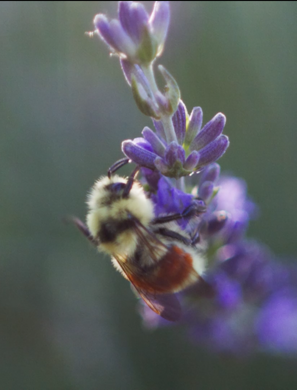 regenerative gardening with nature