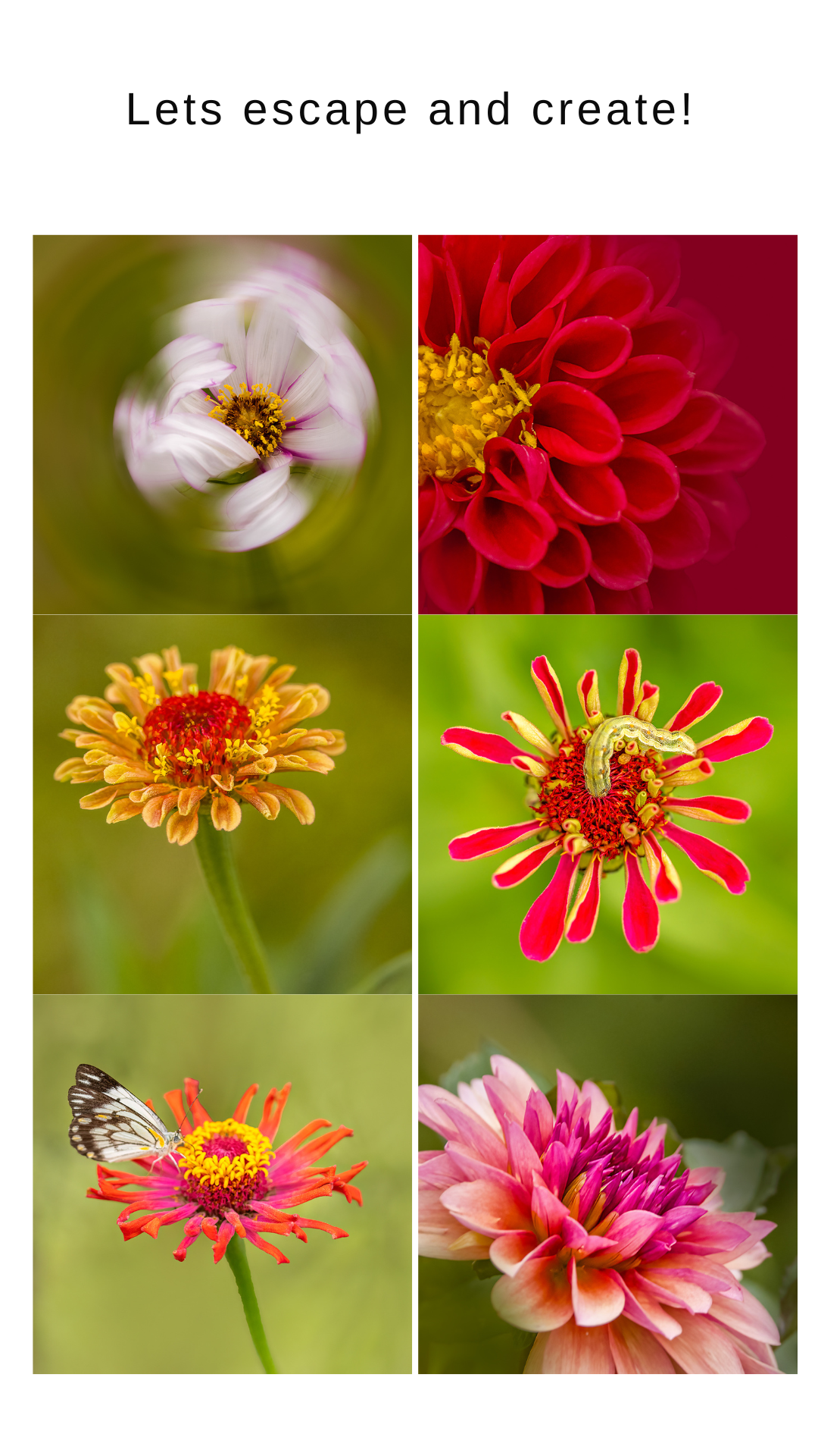 Flower photography tour in clermont queensland