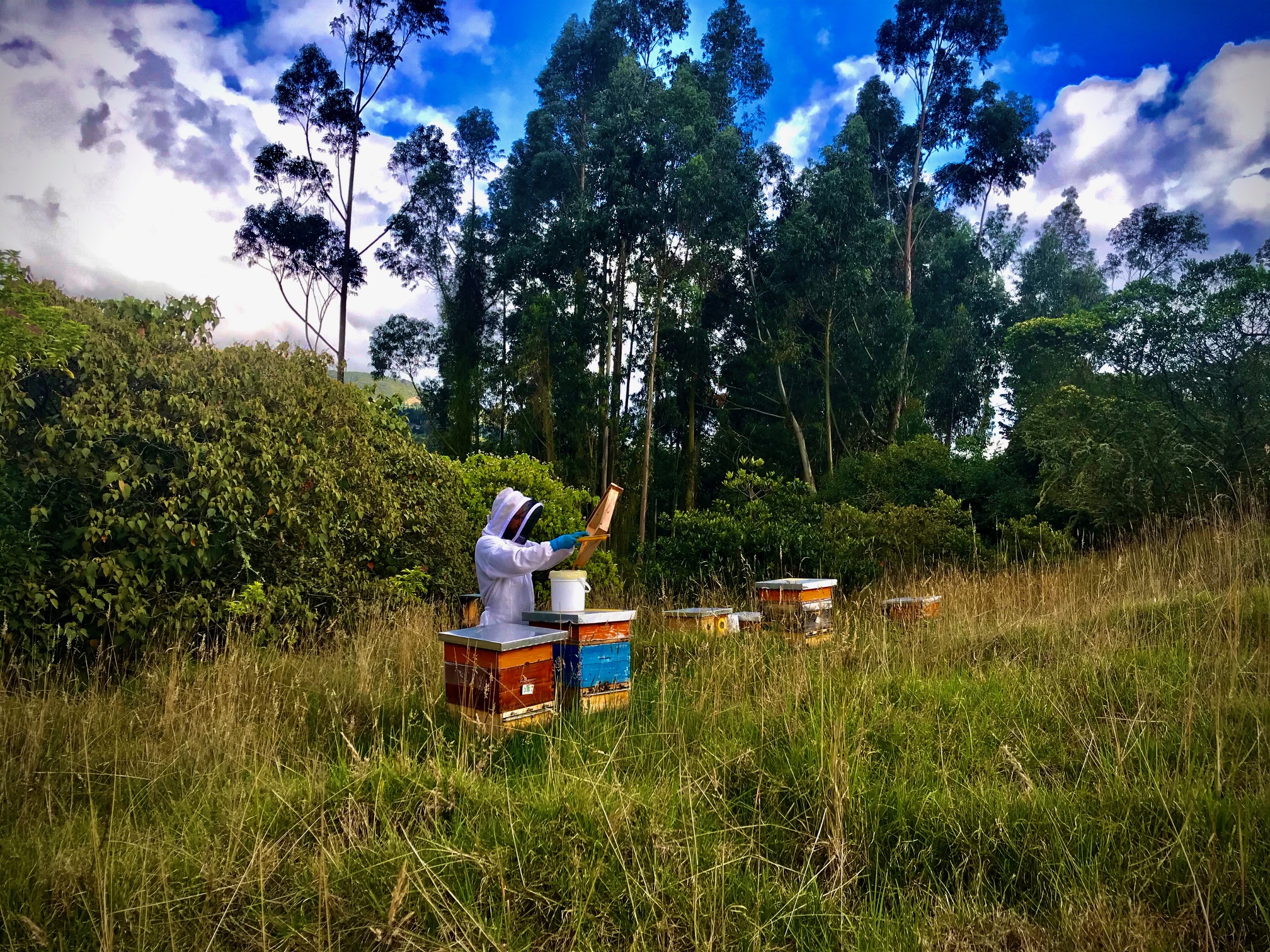 apicultura, apicultor trabajando sus abejas