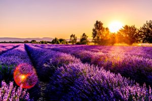 Lavender Field Relaxing