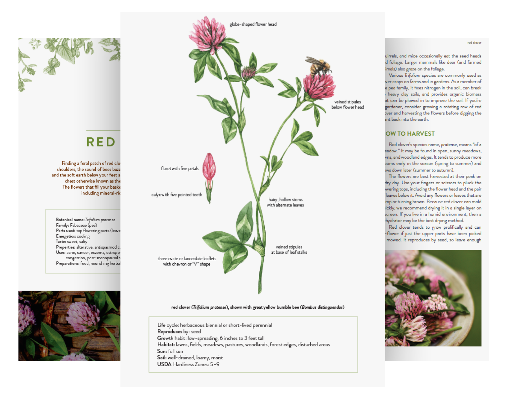 Rooted Medicine Circle handouts