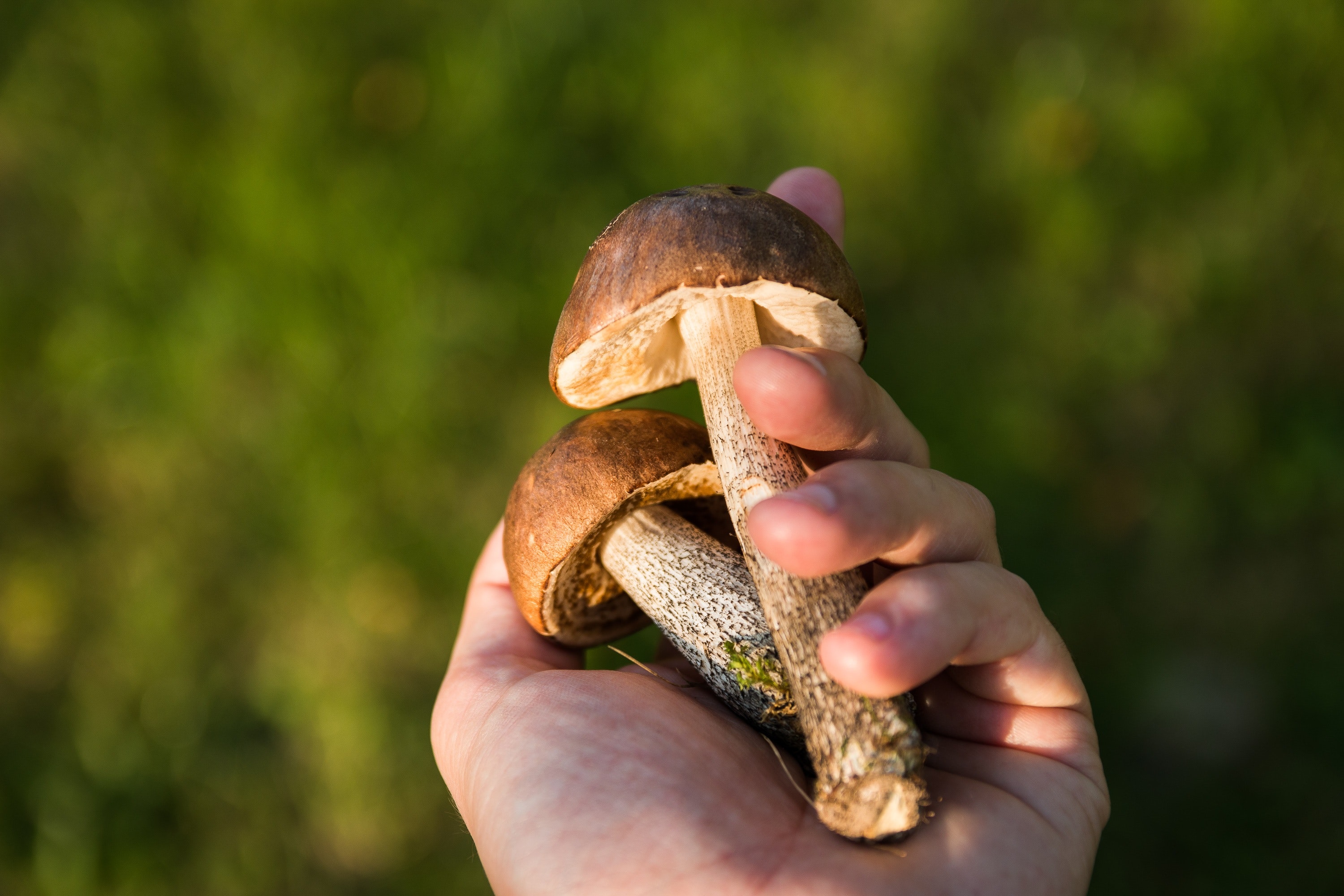 avviare una coltivazione di funghi