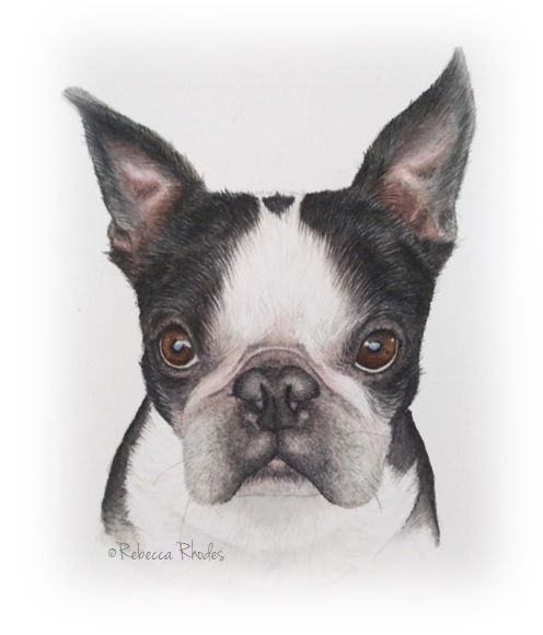 boston terrier watercolor by rebecca rhodes