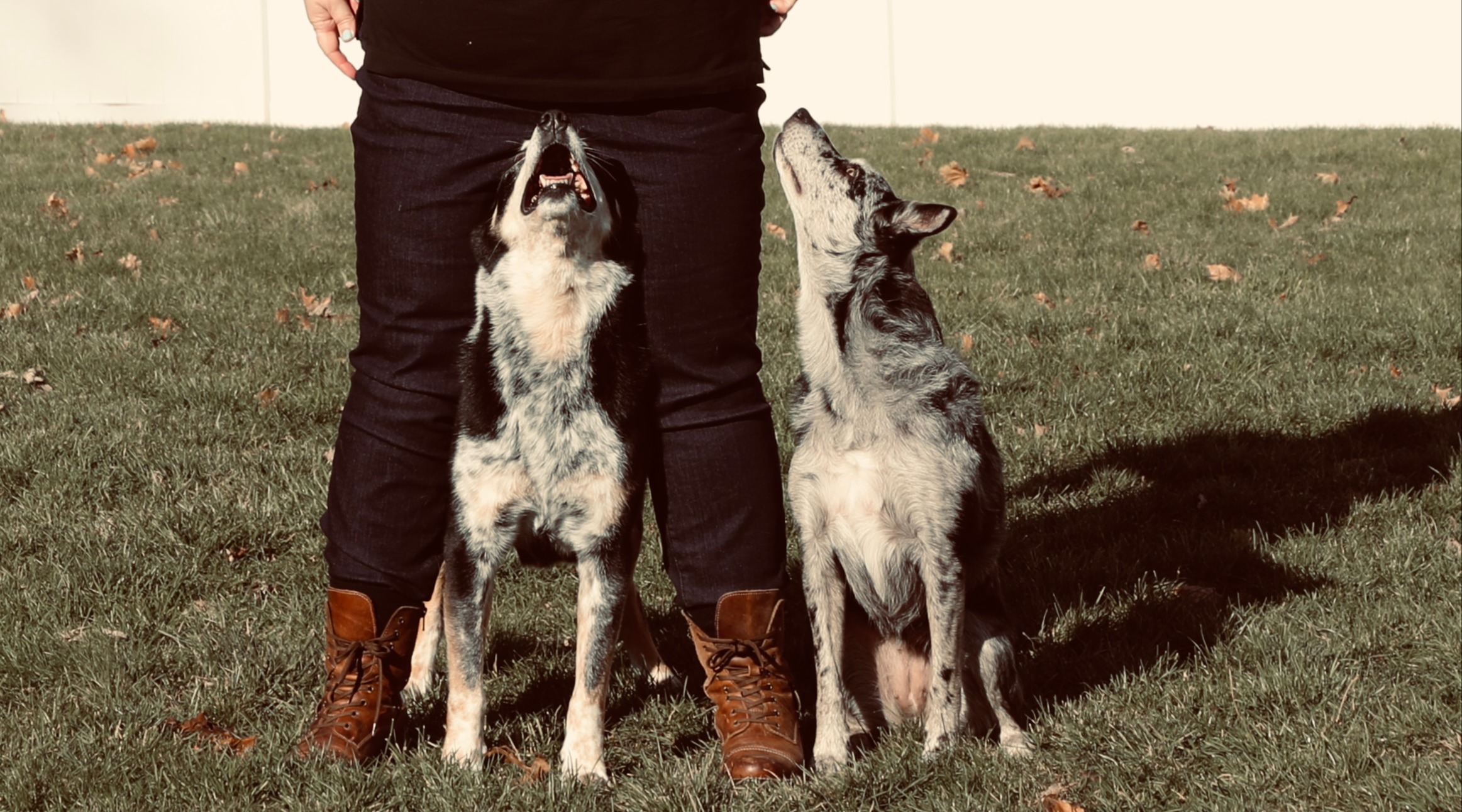 Two dogs look up at handler, one in heel position, and one between her legs.