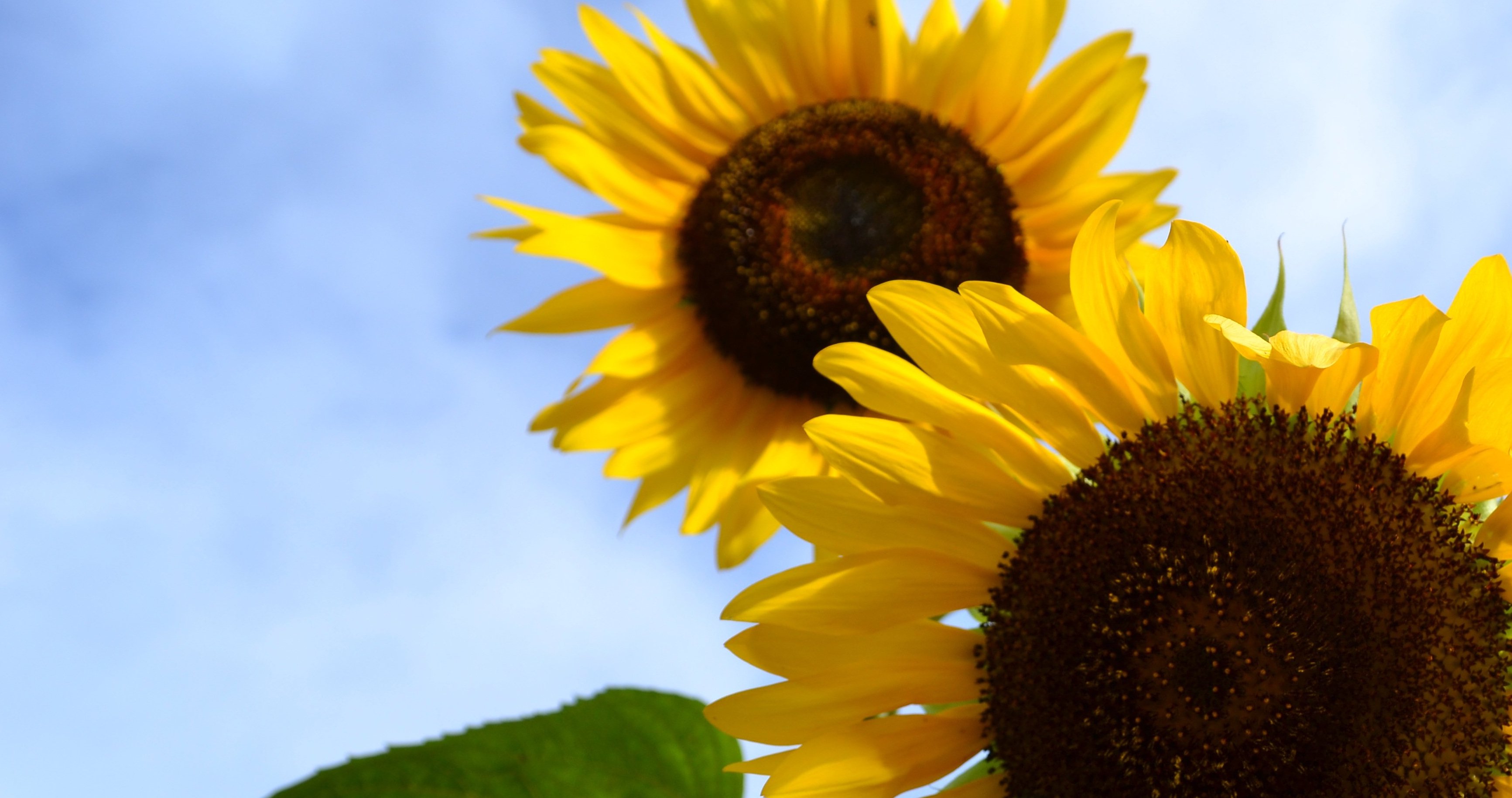 Sunflower Farm