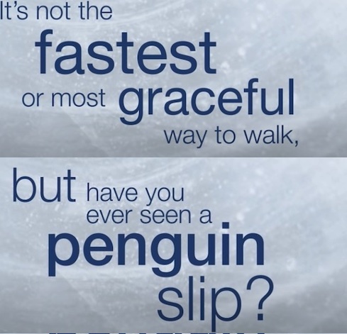 penguin walking