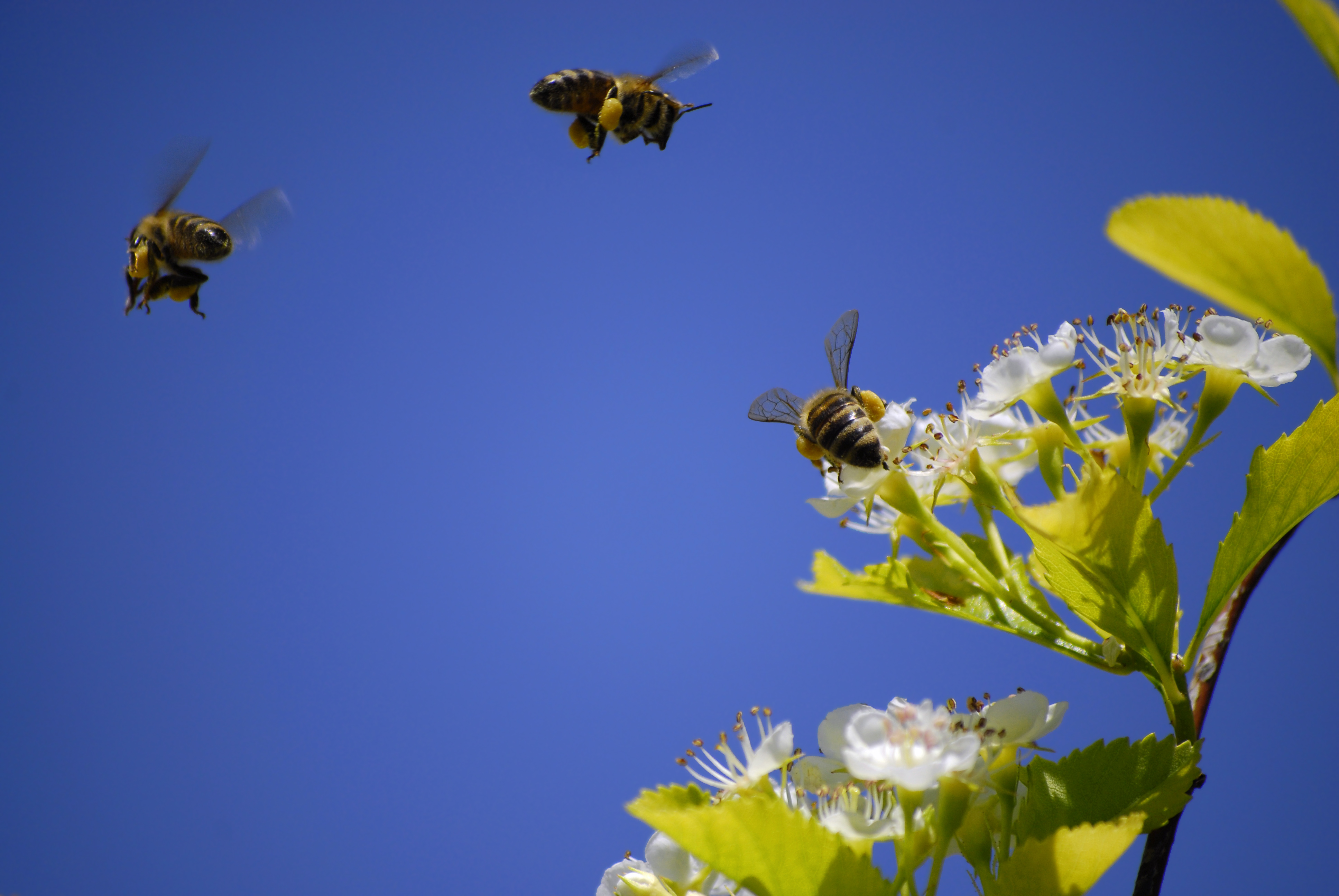 bees pollinating