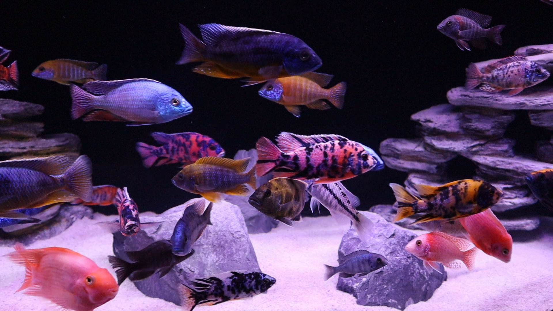 African Cichlids