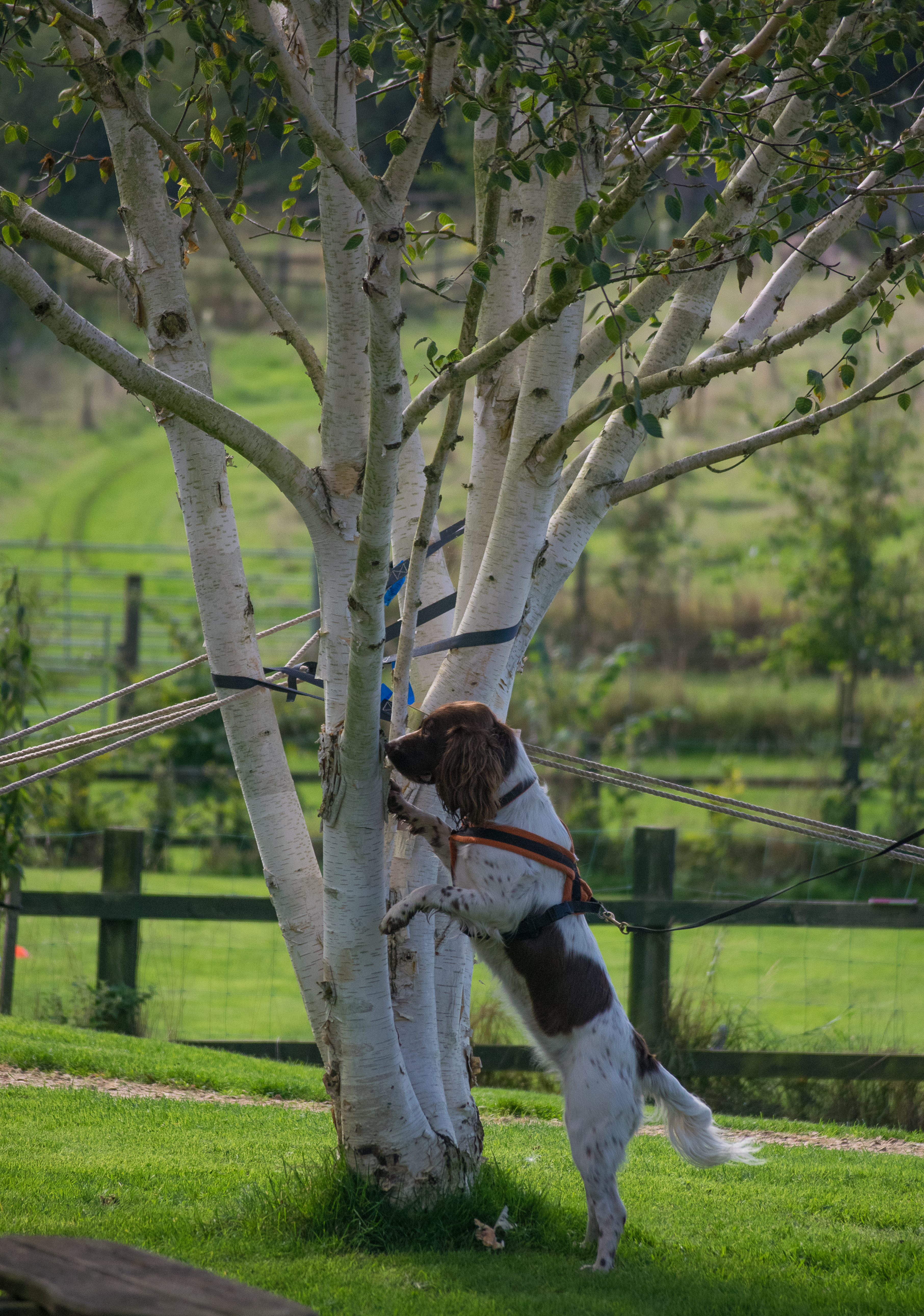 spaniel indicating on a tree