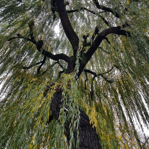 Myth and Magic of The Trees of Ireland-Willow