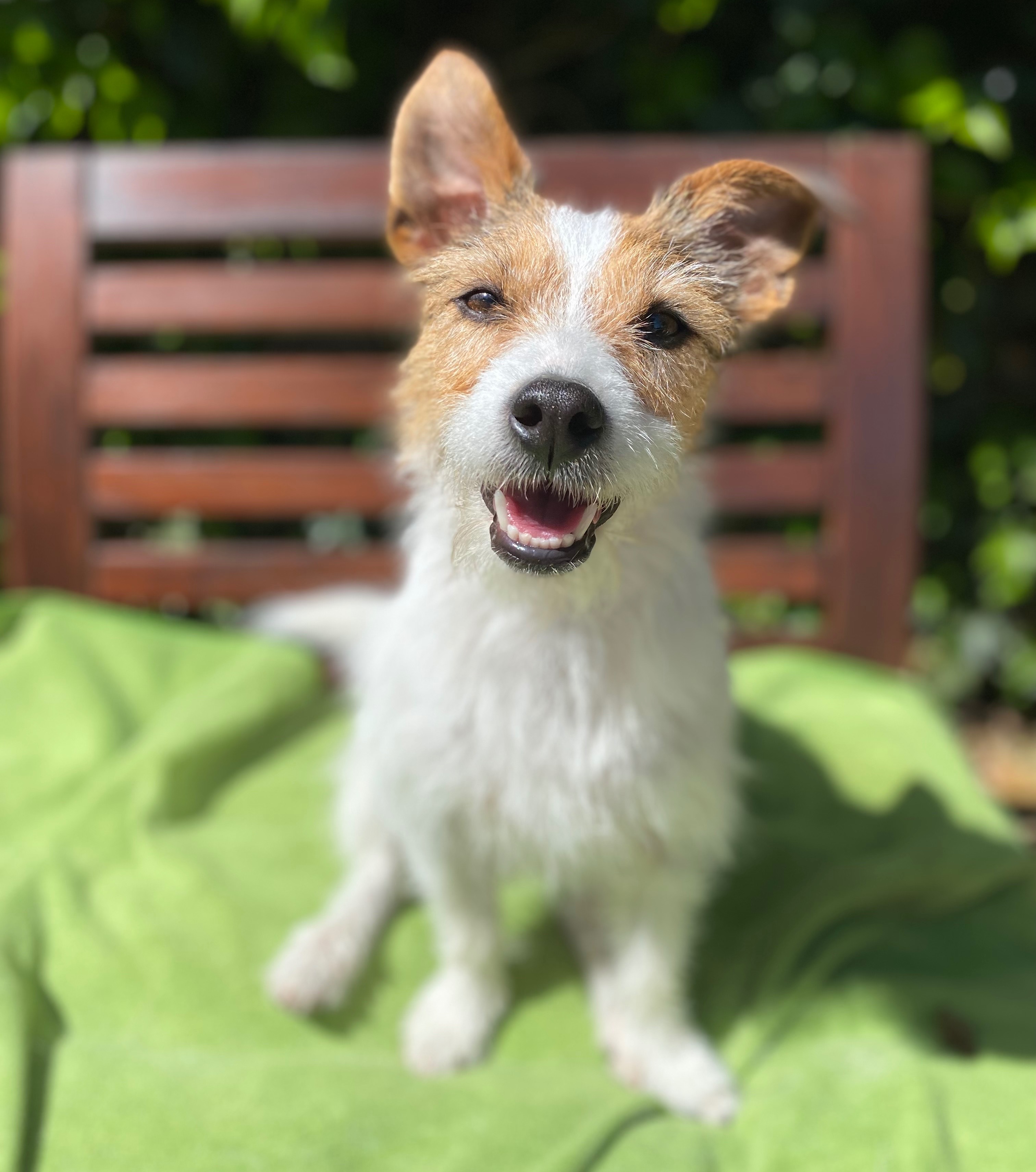 happy terrier mix n the sunshine