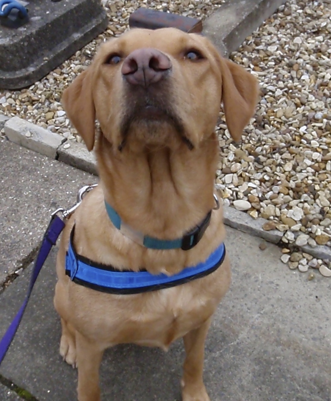 yellow lab nose in the air sniffing