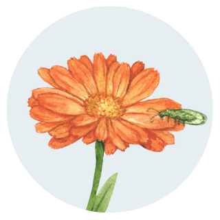 calendula