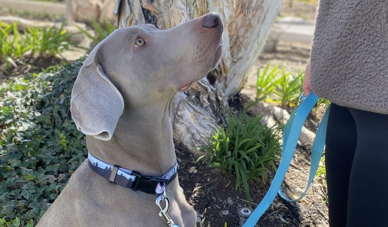 a photo of a Weimaraner wearing a pink Hawaiian print safe cinch collar by fearless pet