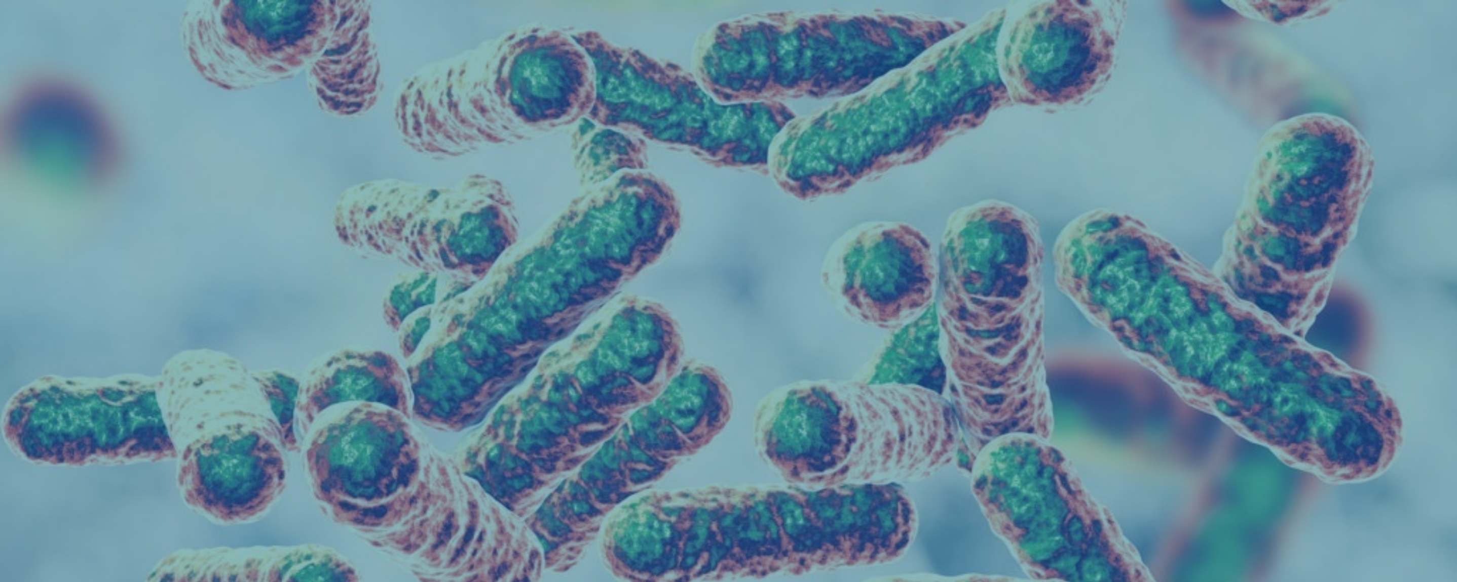 Bartonelloses: History of a Hidden Pandemic