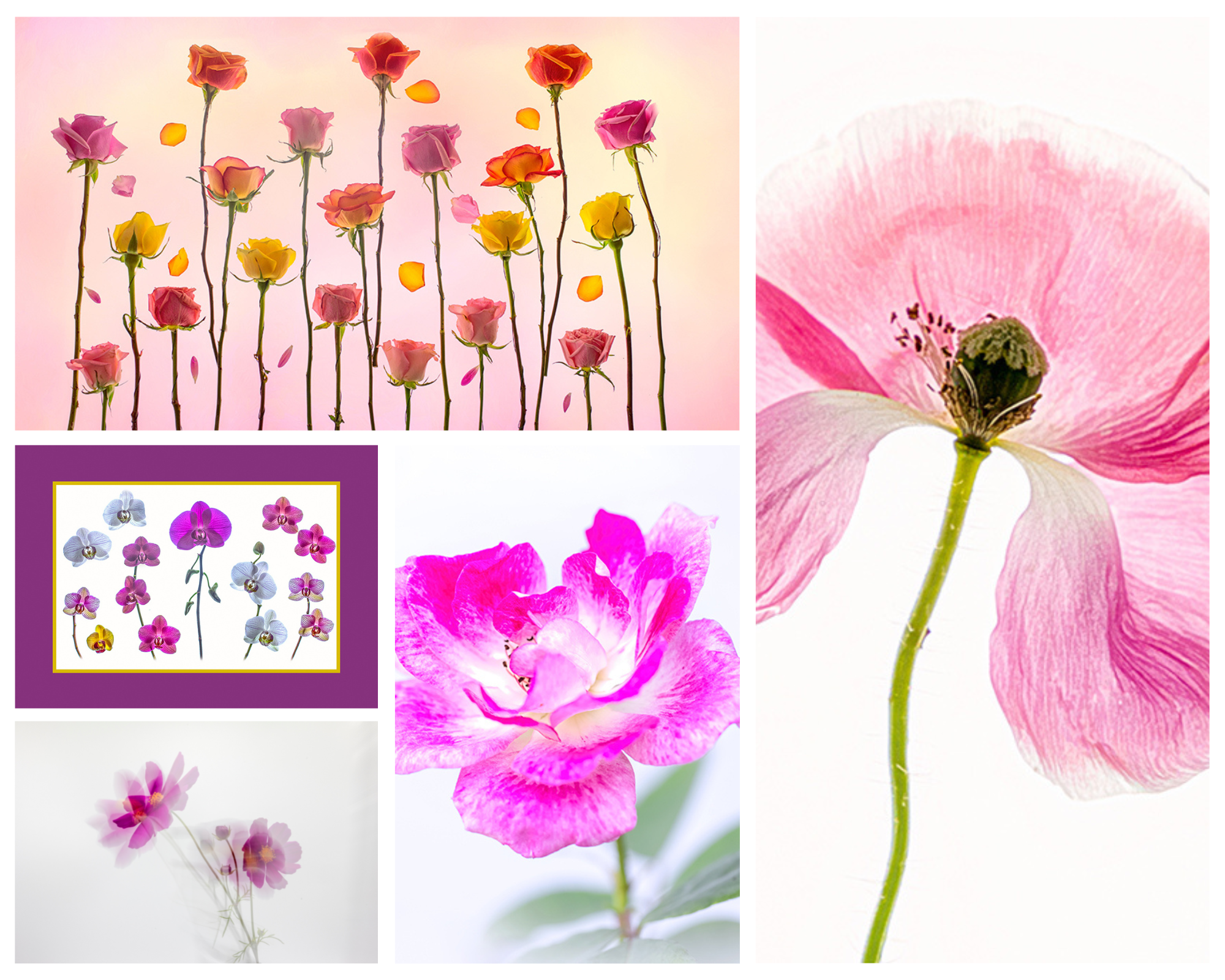 learn with mackay flower photographer creative and macro photography