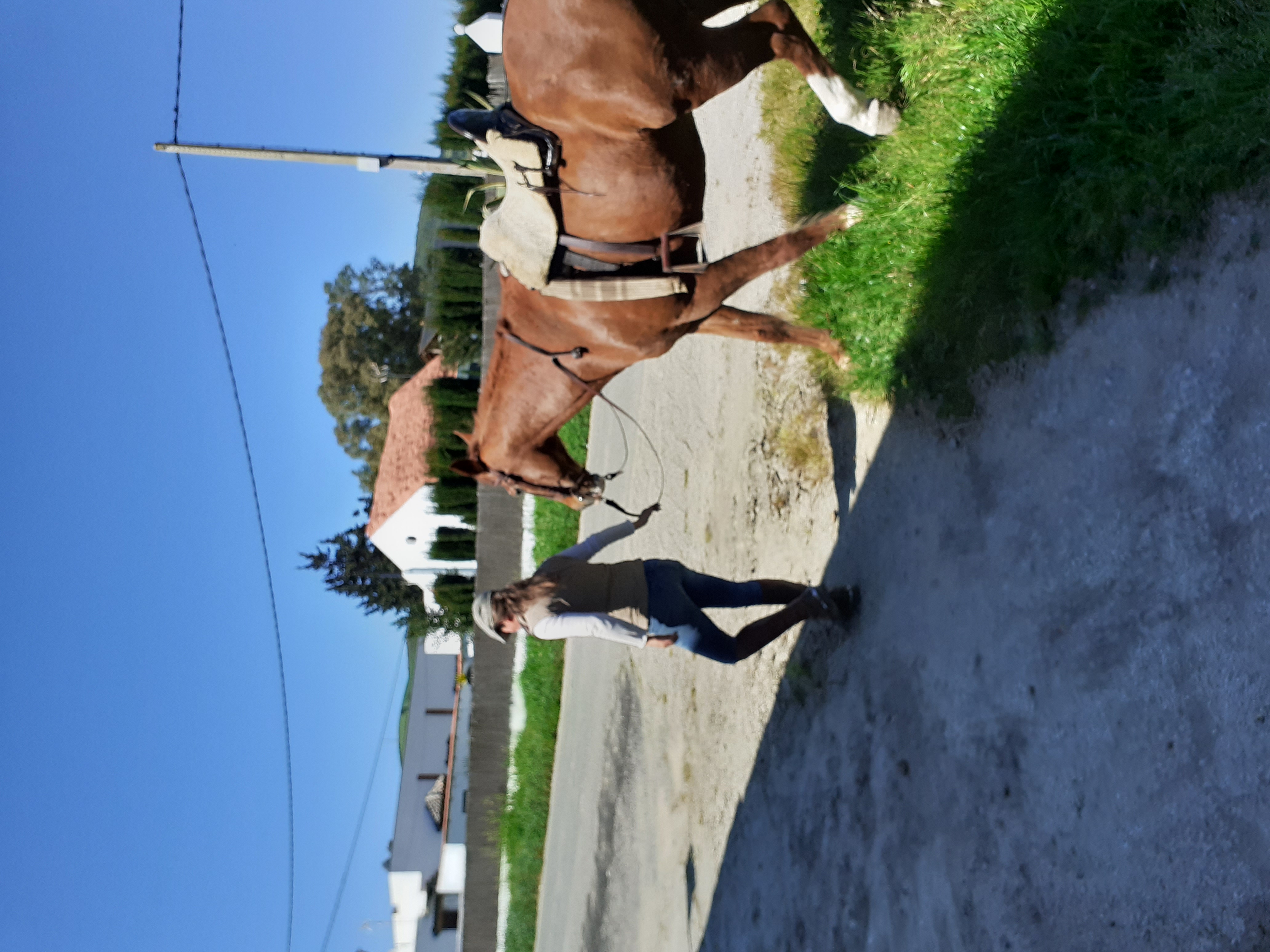 Probleme mit spanischen Pferden; Andalusier richtig reiten; Pferde aus Spanien Erfahrungen; Umgang mit spanischen Pferden