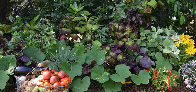 a basket of vegetables in front of a garden bed full of plants