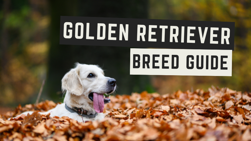 Dog Breed Guide: The Golden Retriever