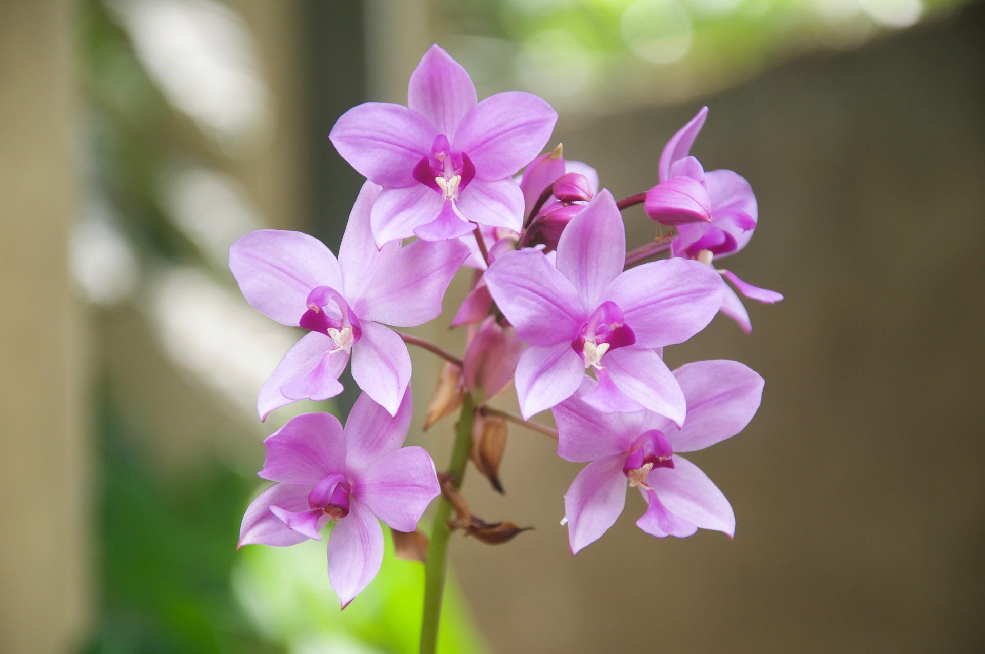 Thai Orchids